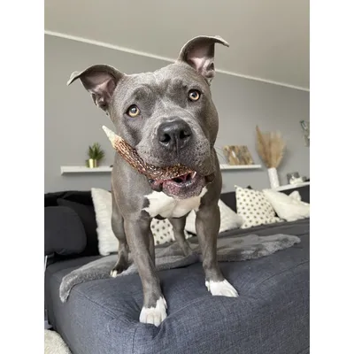 Bellfor Hundesnack - Hirsch-Geweihe XXL Bellfor Hundesnack - Hirsch-Geweihe XXL