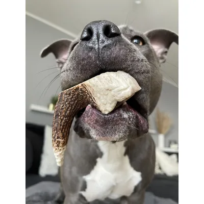 Bellfor Hundesnack - Hirsch-Geweihe XXL Bellfor Hundesnack - Hirsch-Geweihe XXL