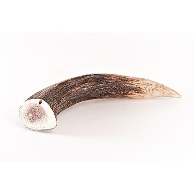 Bellfor Hundesnack - Hirsch-Geweihe XXL