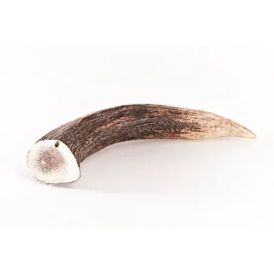 Bellfor Hundesnack - Hirsch-Geweihe XXL