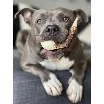 Bellfor Hundesnack - Hirsch-Geweihe XXL