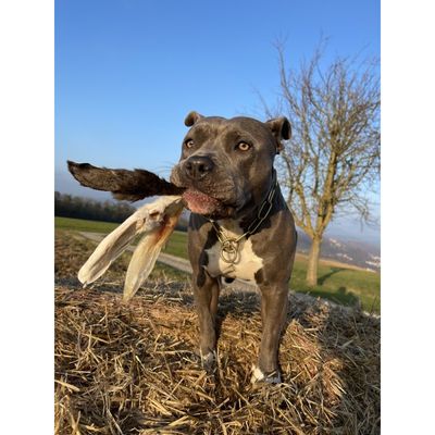 Bellfor Hundesnack - Kaninchenohren mit Fell