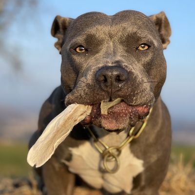 Bellfor Hundesnack - Kaninchenohren mit Fell