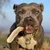 Bellfor Hundesnack - Kaninchenohren mit Fell Bellfor Hundesnack - Kaninchenohren mit Fell