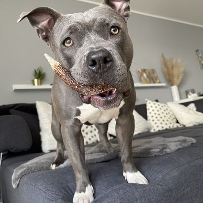 Bellfor Hundesnack - Hirsch-Geweihe L