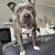 Bellfor Hundesnack - Hirsch-Geweihe L Bellfor Hundesnack - Hirsch-Geweihe L