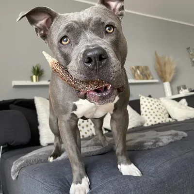 Bellfor Hundesnack - Hirsch-Geweihe L Bellfor Hundesnack - Hirsch-Geweihe L