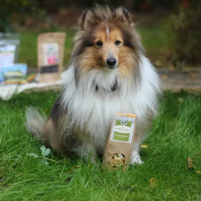 Bellfor Hundekekse Knabber-Schmaus mit frischem Hühnerfleisch Bellfor Hundekekse Knabber-Schmaus mit frischem Hühnerfleisch