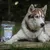Bellfor Hundesnack - Fleischstreifen Wildschwein