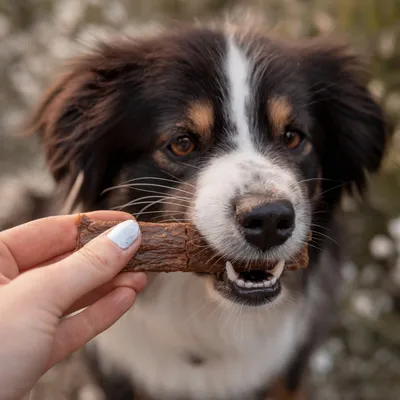 Bellfor Hundesnack - Fleischstreifen Wildschwein