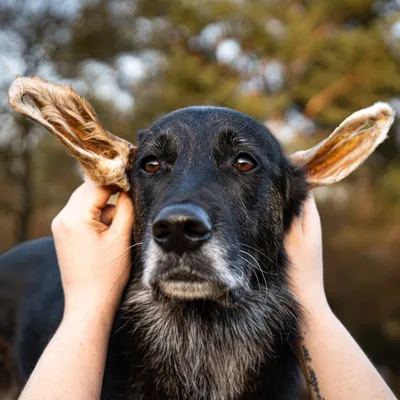 Bellfor Gesunder Hundesnack - Lamm-Ohren mit Fell