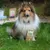 Bellfor Hundekekse Knabber-Schmaus mit Kaninchen