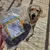 Bellfor Hundesnack - Hirsch Mix Bellfor Hundesnack - Hirsch Mix