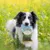 Bellfor Soft Snacks für Hunde mit Insekten - Landgut-Happen