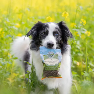 Bellfor Soft Snacks für Hunde mit Insekten - Landgut-Happen