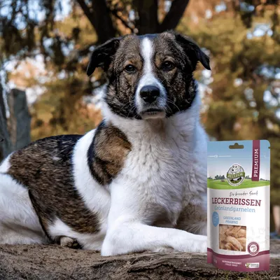Bellfor Freeze-Snack für Hunde mit Grönlandgarnalen