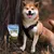Bellfor Soft Snacks für Hunde mit Lachs - Wildbach-Happen