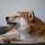 Bellfor Hundesnack - Enten-Hals
