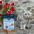 Marsavet Multi-Mineral Complex Pulver für Hunde, Katze und andere Haustiere Marsavet Multi-Mineral Complex Pulver für Hunde, Katze und andere Haustiere