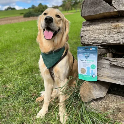 Marsavet Dental Zahnpulver für Hunde, Katzen und Nagetiere Marsavet Dental Zahnpulver für Hunde, Katzen und Nagetiere