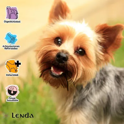 Lenda Mini Meat & Fish Aves y Pescado Lenda Mini Meat & Fish Aves y Pescado