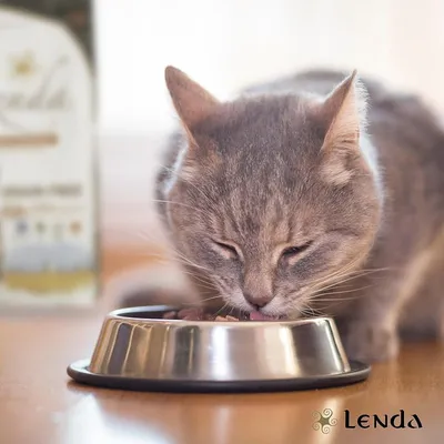 Lenda Senior Cat Grain Free Urinary & Sterilized Lenda Senior Cat Grain Free Urinary & Sterilized