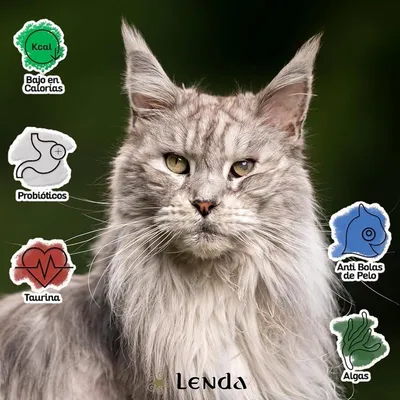 Lenda Senior Cat Grain Free Urinary & Sterilized Lenda Senior Cat Grain Free Urinary & Sterilized