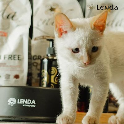 Lenda Kitten Grain Free Aves y Pescado