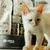 Lenda Kitten Grain Free Aves y Pescado