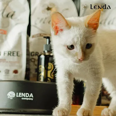 Lenda Kitten Grain Free Aves y Pescado