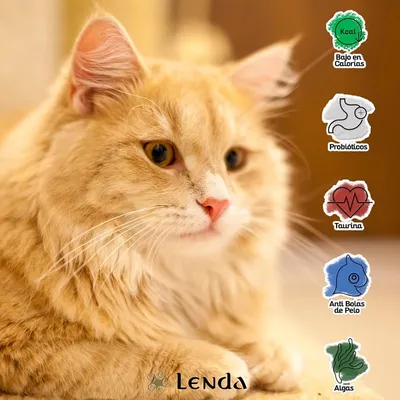 Lenda Adult Cat Grain Free Farm Aves Lenda Adult Cat Grain Free Farm Aves