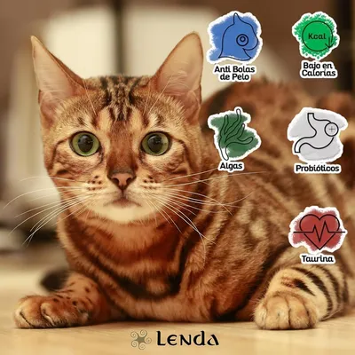Lenda Adult Cat Grain Free Sensitive & Sterilized