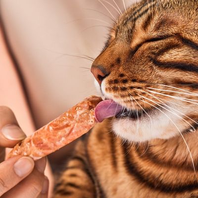 Lucky-Kitty Filet-Sticks