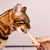 Lucky-Kitty Filet-Sticks Lucky-Kitty Filet-Sticks