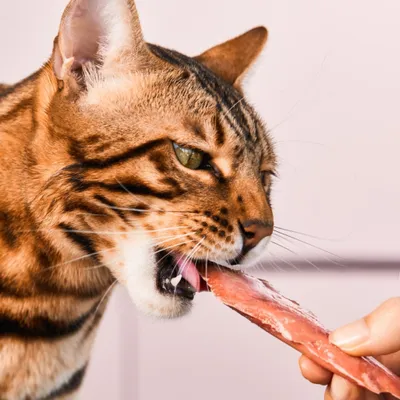 Lucky-Kitty Filet-Sticks