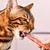 Lucky-Kitty Filet-Sticks Lucky-Kitty Filet-Sticks