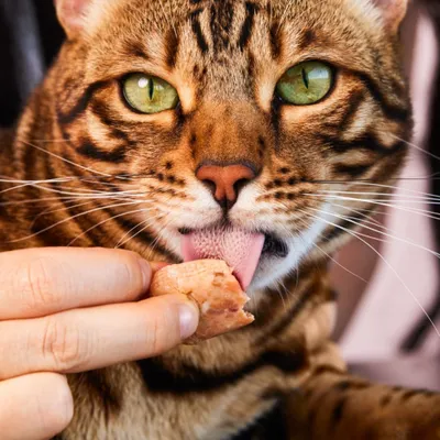 Lucky-Kitty Filet-Sticks