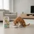 Dibaq Sense Low Grain Pollo Light o Senior 12Kg Dibaq Sense Low Grain Pollo Light o Senior 12Kg