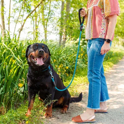 Ferplast Semi-Choke-Halsband aus Nylon für Hunde SPORT EXTREME Ferplast Semi-Choke-Halsband aus Nylon für Hunde SPORT EXTREME