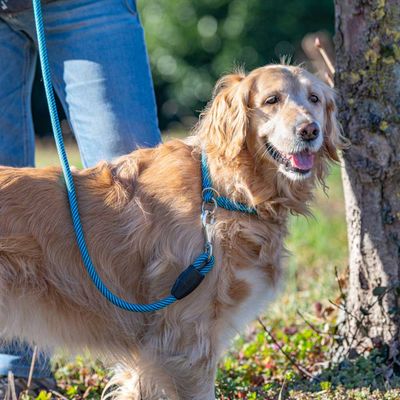 Ferplast Semi-Choke-Halsband aus Nylon für Hunde SPORT EXTREME