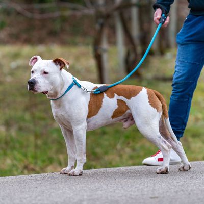 Ferplast Semi-Choke-Halsband aus Nylon für Hunde SPORT EXTREME