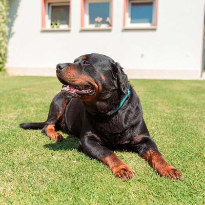 Ferplast Semi-Choke-Halsband aus Nylon für Hunde SPORT EXTREME