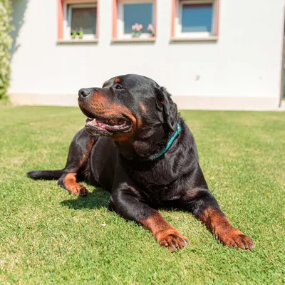 Ferplast Semi-Choke-Halsband aus Nylon für Hunde SPORT EXTREME Ferplast Semi-Choke-Halsband aus Nylon für Hunde SPORT EXTREME