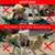 ROMNEYS Standard-Dummy, Spar-Set ROMNEYS Standard-Dummy, Spar-Set