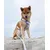 STUCH - Harnais pour chien - Harnais en nylon ajustable - Rembourré STUCH - Harnais pour chien - Harnais en nylon ajustable - Rembourré