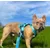 STUCH - Harnais pour chien - Harnais en nylon ajustable - Rembourré STUCH - Harnais pour chien - Harnais en nylon ajustable - Rembourré