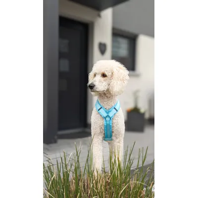 STUCH - Harnais pour chien - Harnais en nylon ajustable - Rembourré STUCH - Harnais pour chien - Harnais en nylon ajustable - Rembourré