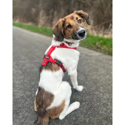 STUCH - Harnais pour chien - Harnais en nylon ajustable - Rembourré STUCH - Harnais pour chien - Harnais en nylon ajustable - Rembourré