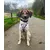 STUCH - Harnais pour chien - Harnais en nylon ajustable - Rembourré STUCH - Harnais pour chien - Harnais en nylon ajustable - Rembourré