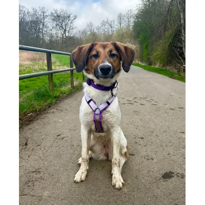 STUCH - Harnais pour chien - Harnais en nylon ajustable - Rembourré STUCH - Harnais pour chien - Harnais en nylon ajustable - Rembourré